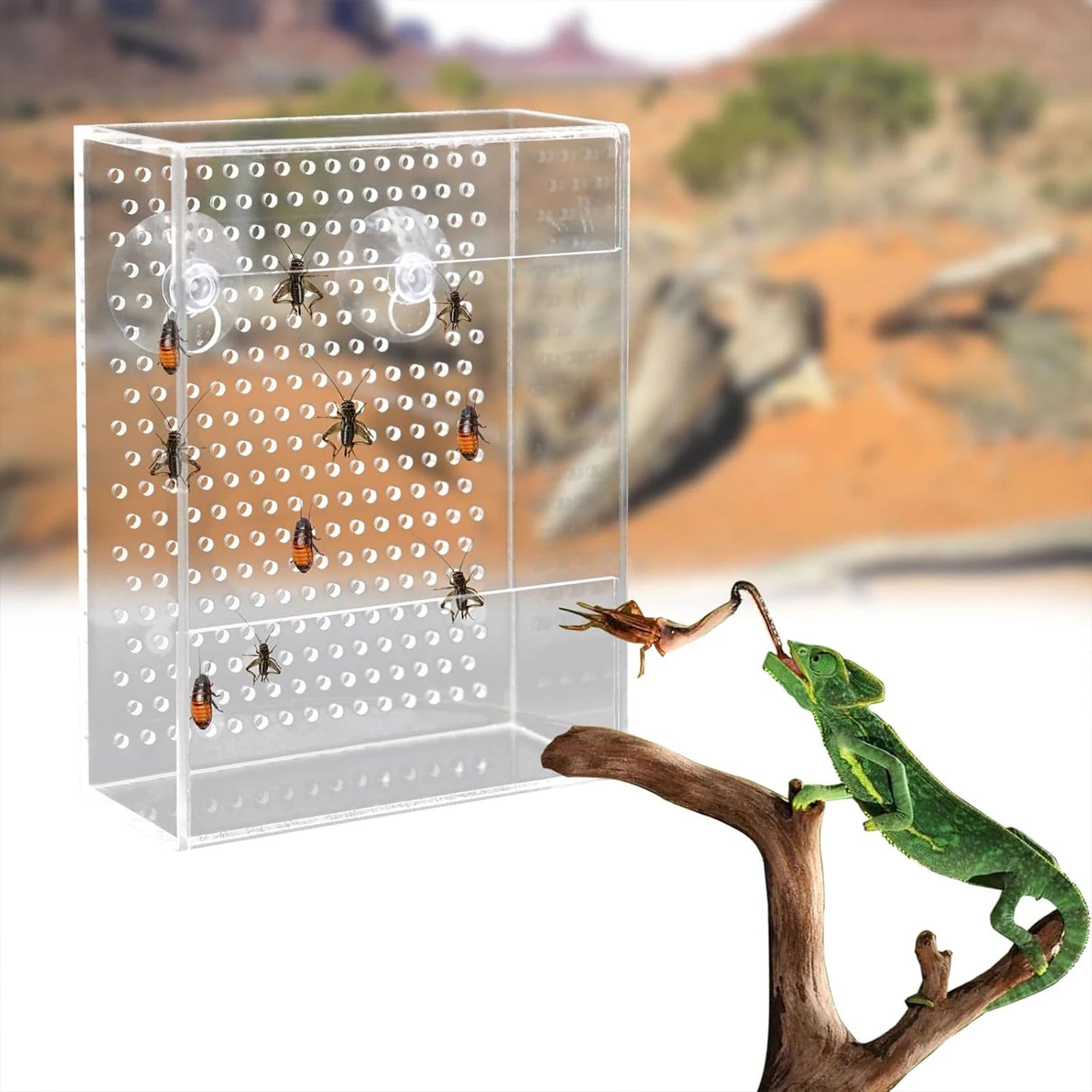 Wall-Mounted Acrylic Reptile Feeder — Suction Cup Feeding Box