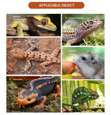 Automatic Reptile Water Dispenser — Compact Refilling Water Station for Geckos & Chameleons