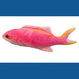 Electric USB Floppy Fish Cat Toy — Motion-Activated Catnip Toy