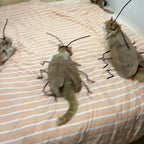 Cat Cockroach Costume Kit — Funny DIY Cosplay Dress-Up Accessory