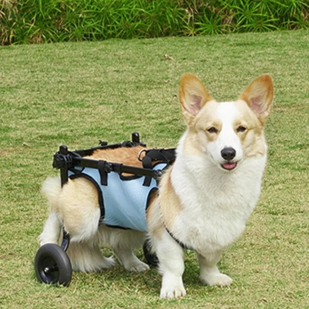 Adjustable Dog Wheelchair (Hind Leg Support, Breathable, Rehab)