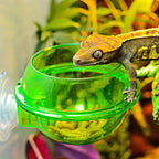 Wall-Mount Arboreal Feeder Bowl — Anti-Escape Suction Cup Dish for Chameleons