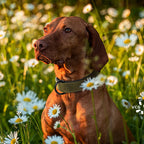 Padded Leather Dog Collar