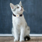 Bluetooth Real-Time GPS Collar Tracker for Dogs & Cats