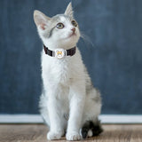 Bluetooth Real-Time GPS Collar Tracker for Dogs & Cats