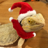 Lizard Christmas Hat & Scarf Set — Festive Costume for Bearded Dragons