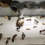 Ant Colony Liquid Food & Feeding Tubes — Anti-Escape Nutrition Kit