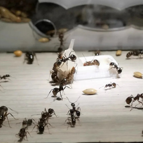 Ant Colony Liquid Food & Feeding Tubes — Anti-Escape Nutrition Kit