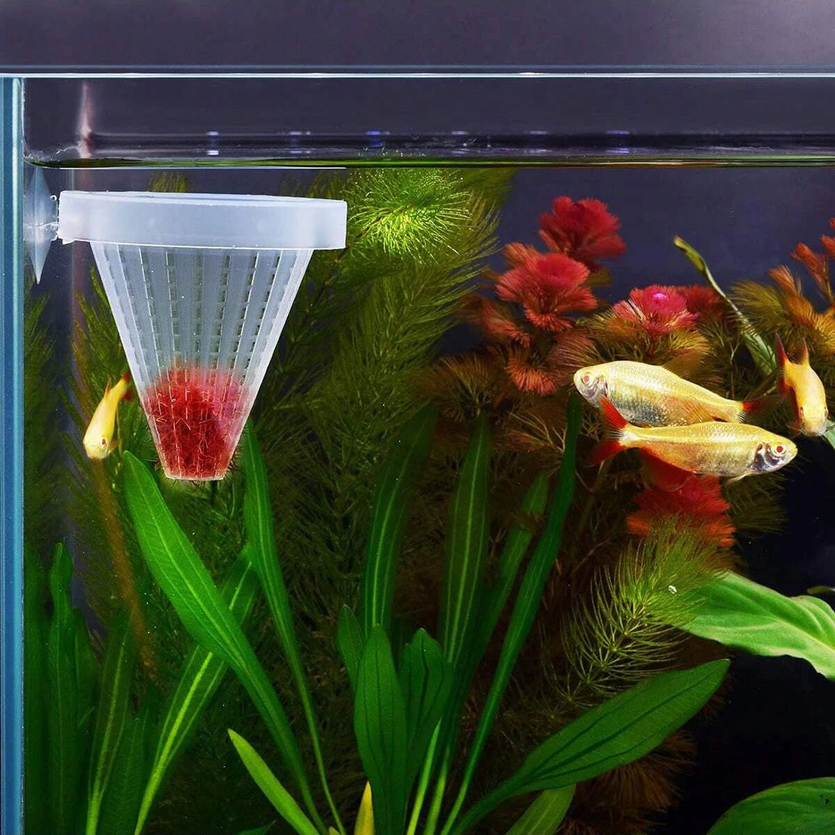 Aquarium Conical Feeder Cup for Live Worms & Nematodes 2-Pack