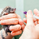 Bird & Small Pet Feeding Kit — Bendable Silicone Tube Feeders