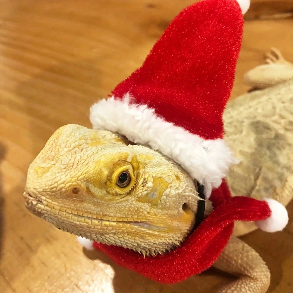 Lizard Christmas Hat & Scarf Set — Festive Costume for Bearded Dragons