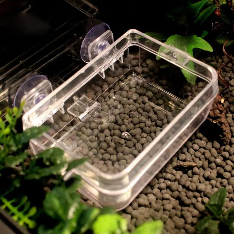 Anti-Escape Reptile Feeder Bowl — Clear Food & Water Dish for Small Reptiles