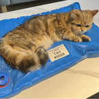 Veterinary Vacuum Positioning Mat for Pet Exams
