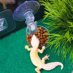 Suction Cup Reptile Feeding Bowl — Mountable Food & Water Dish for Lizards & Frogs