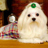 Handmade Flower Puppy Bows 10-Pack (Christmas Party Style)