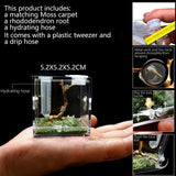 Mini Transparent Spider Breeding Box — with Moss & Driftwood