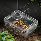 Anti-Overturn Reptile Feeding Bowl — Clear Escape-Proof Insect Dish