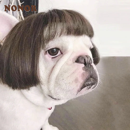 Funny Cosplay Wig for Dogs & Cats (Costume Prop)