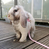 Soft Rabbit Harness & Leash Set — Adjustable Traction Rope with Bell