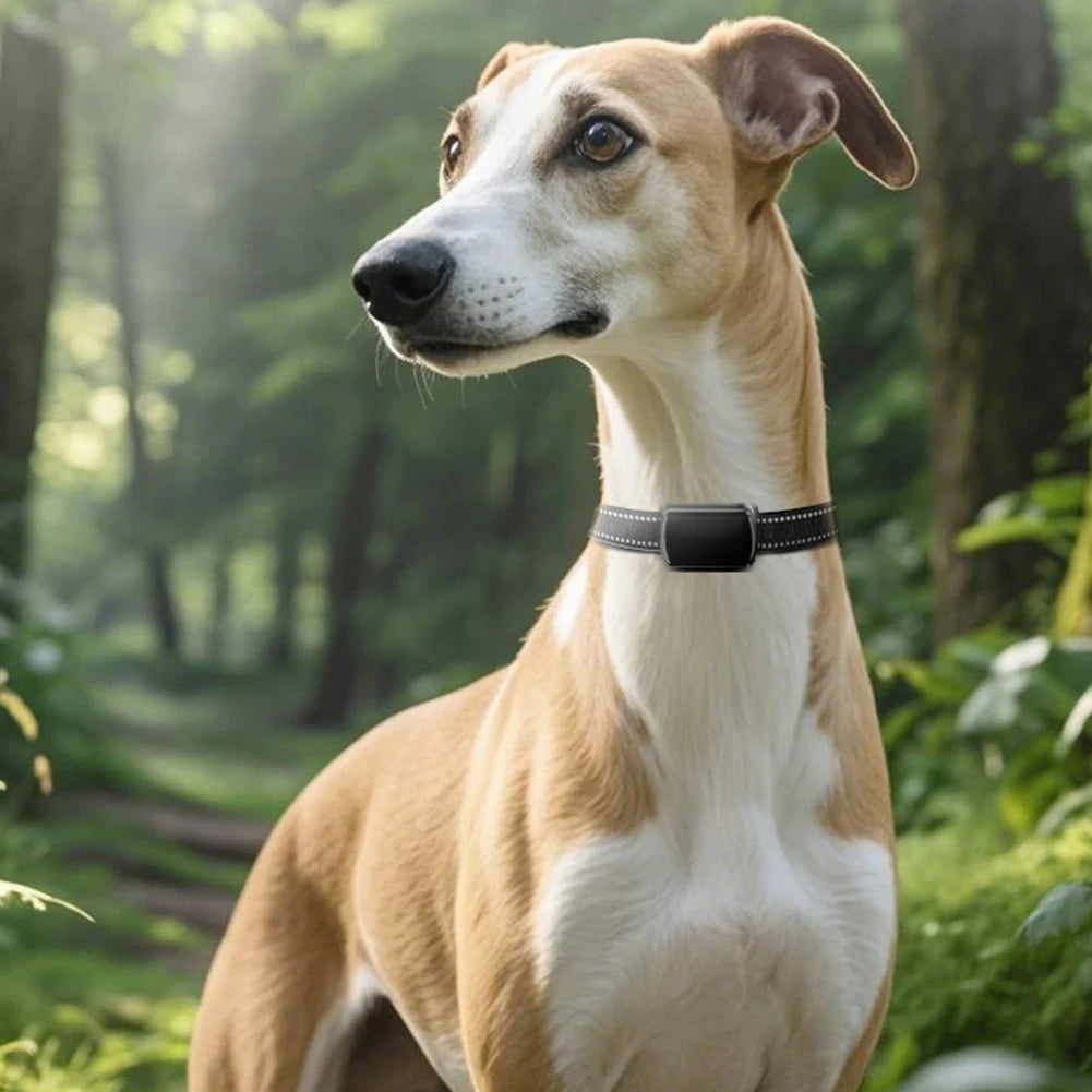 Adjustable GPS Collar Tracker for Cats & Small Dogs - Real-Time iOS & Android