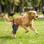 Adjustable Dog Hind Leg Brace (Joint Support, Breathable, XXS to L)