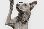 4G LTE Pet GPS Tracker for Dogs with SOS Button & Two-Way Communication
