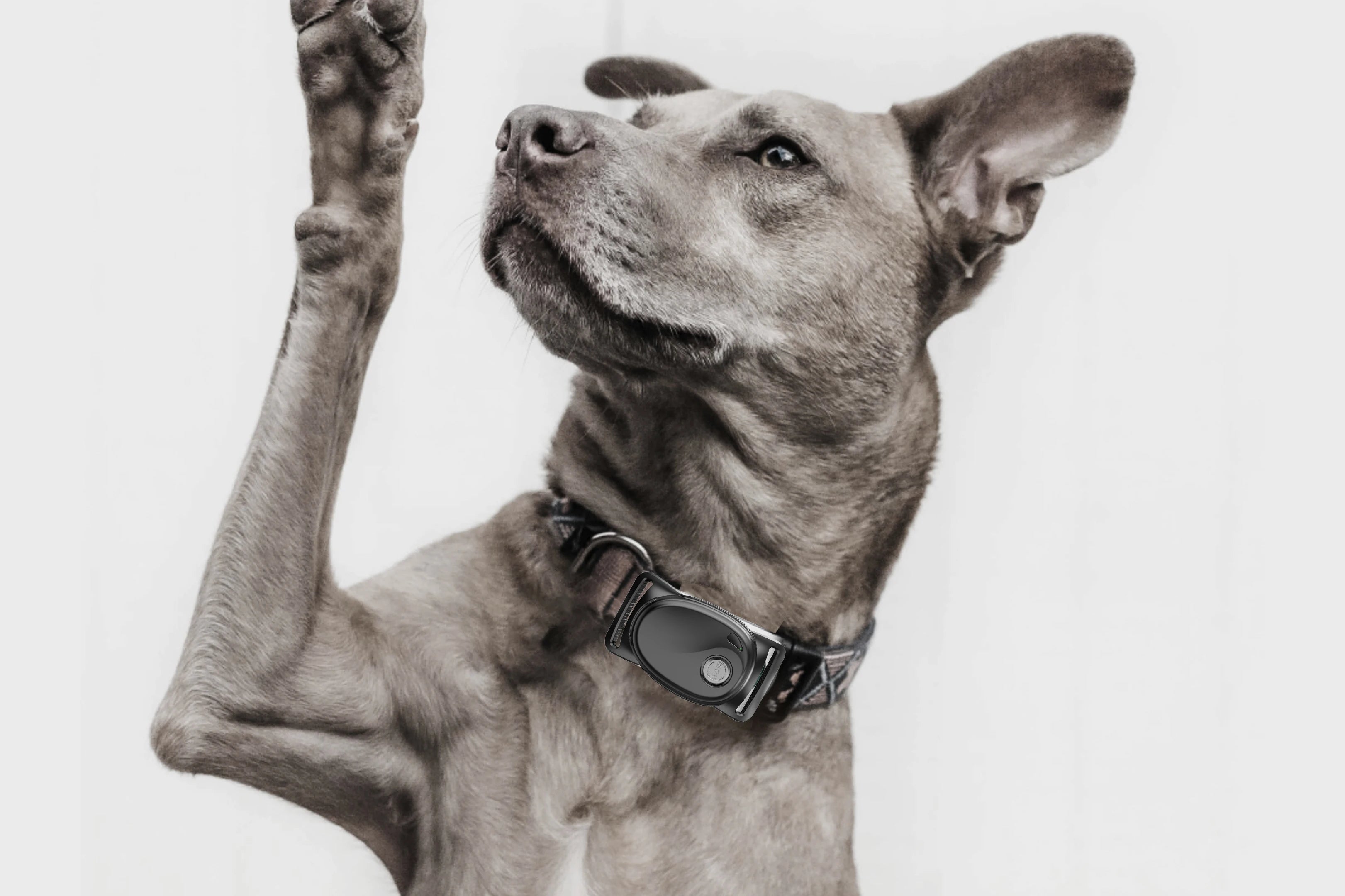 4G LTE Pet GPS Tracker for Dogs with SOS Button & Two-Way Communication