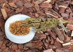 Ceramic Anti-Escape Feeder Bowl — Round & Fan-Shaped Dish for Lizards & Bearded Dragons