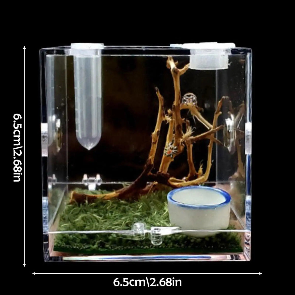 Mini Transparent Spider Breeding Box — with Moss & Driftwood