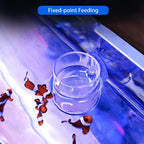 Acrylic Aquarium Fish Feeding Ring (Anti-Drift, Transparent, Floating)