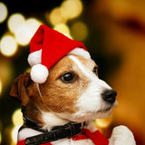 Christmas Pet Costume Set (Santa Hat & Scarf, Adjustable)
