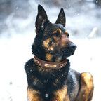 Custom Engraved Leather Dog Collar