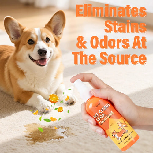 Citrus Enzymatic Stain & Odor Remover — Eliminates Pet Urine Odor from Carpets & Upholstery