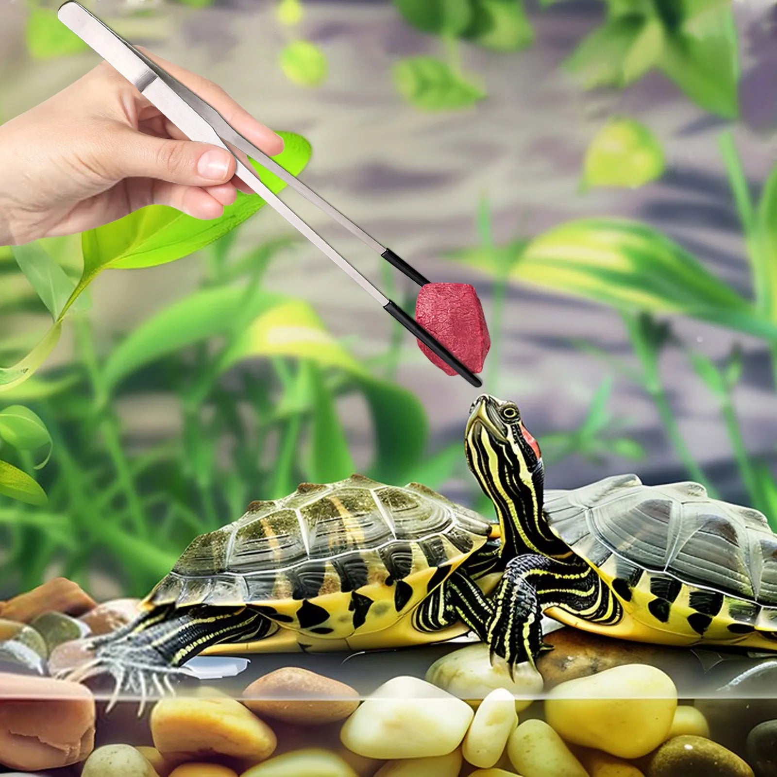 Stainless Steel Reptile Feeding Tongs — Rubber-Tip Tweezers for Safe Hand-Feeding
