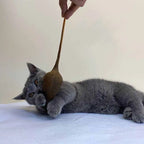 Simulation Mouse Rubber TPR Cat Toy — Bite-Resistant Halloween Prank Rat Model