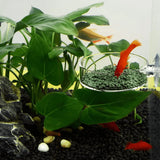 Acrylic Aquarium Shrimp Feeding Bowl & Fish Feeder Dish