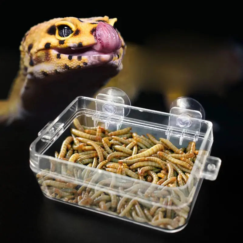 Anti-Escape Reptile Feeder Bowl — Clear Food & Water Dish for Small Reptiles