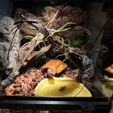 Resin Feeding Tray for Reptiles & Turtles — Odor-Free Food Bowl