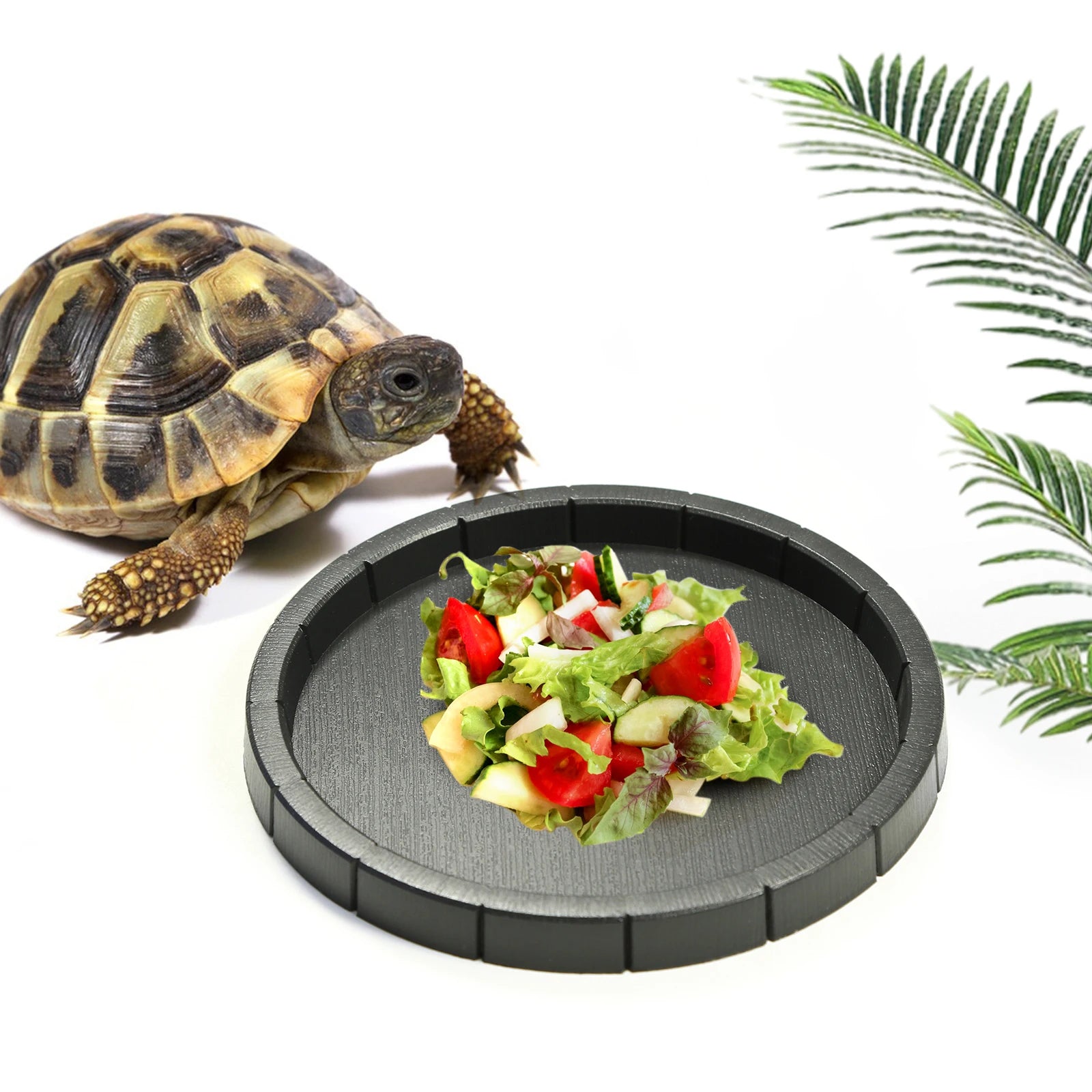 Black Plastic Reptile Feeding & Bath Basin — Round or Hexagon