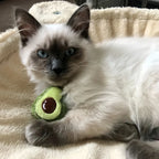 Catnip-Filled Plush Cat Toys