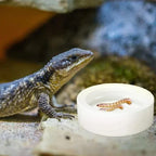 Anti-Escape Ceramic Reptile Feeder Bowl — Worm-Proof Design for Geckos & Snakes