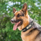 Custom Engraved Leather Dog Collar