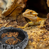 Reptile Rock Feeding Bowl — Realistic Stone Design for Bearded Dragons