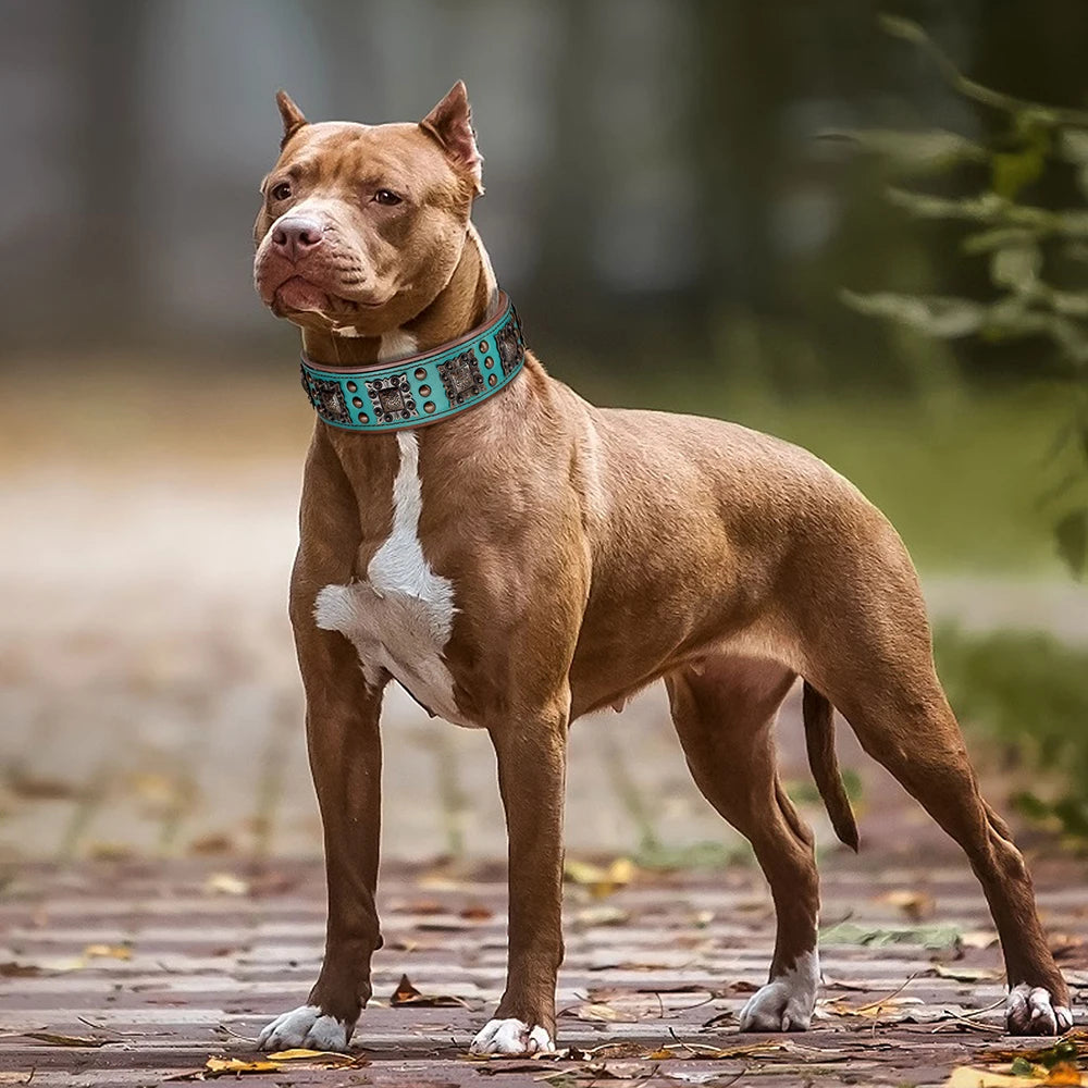 Genuine Leather Spiked Dog Collar