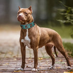 Genuine Leather Spiked Dog Collar