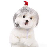 Spoof Wig for Dogs & Cats (Pet Christmas Costume Accessory)