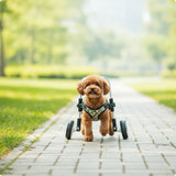 Front Leg Dog Wheelchair Padded Pet Front Leg Wheelchair Mobility Cart Comfortable Long-Lasting for Disabled Dogs