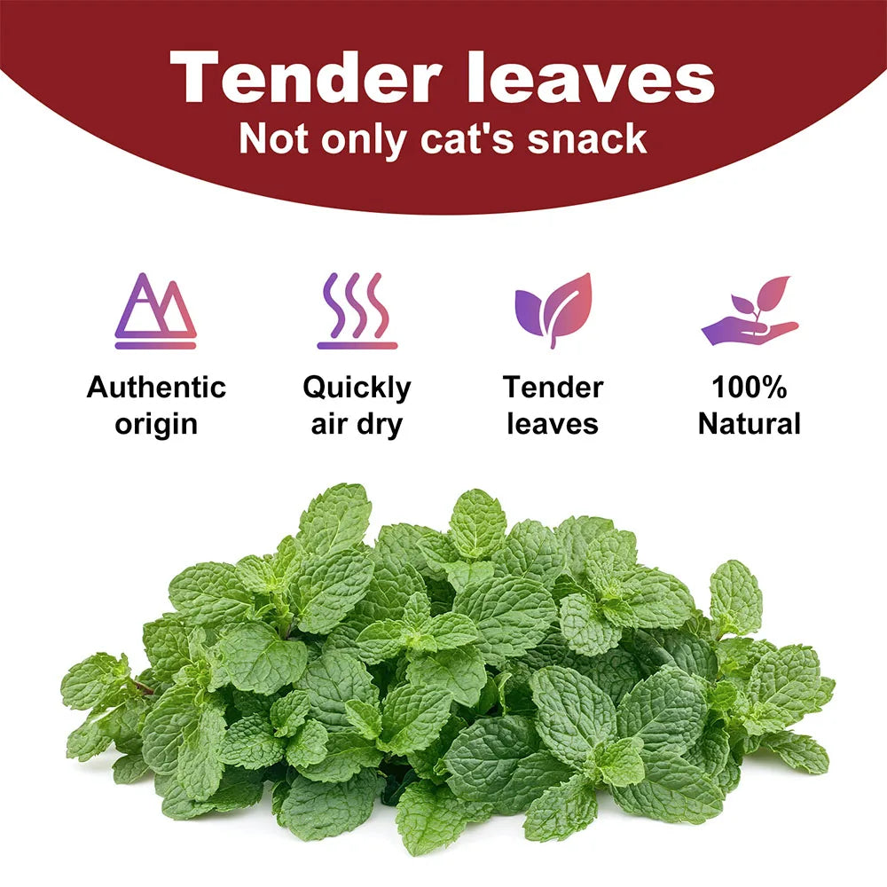 Premium Catnip for Cats (56g Jar)