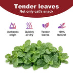 Premium Catnip for Cats (56g Jar)