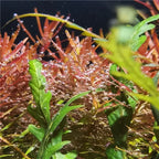 GUYU WRGB Full Spectrum Aquarium LED Lamp (25/35/65W, Clip-On, Plant & Fish)